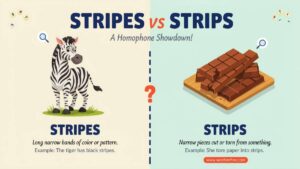 Stripes vs Strips Meaning Differences and Correct Usage ?